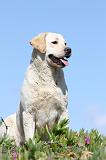 LABRADOR 556